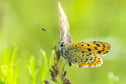Czerwończyk uroczek (Lycaena tityrus)