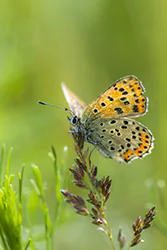 Czerwończyk uroczek (Lycaena tityrus)