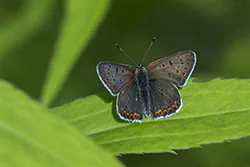 Czerwończyk uroczek (Lycaena tityrus)
