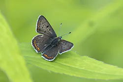 Czerwończyk uroczek (Lycaena tityrus)
