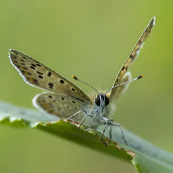 Czerwończyk uroczek (Lycaena tityrus)