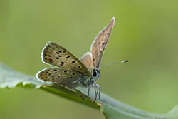 Czerwończyk uroczek (Lycaena tityrus)