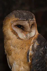Płomykówka (Tyto alba)