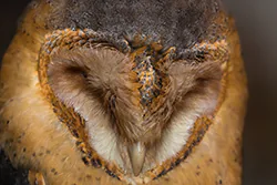 Płomykówka (Tyto alba)