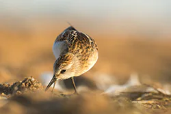 Biegus malutki (Calidris minuta)