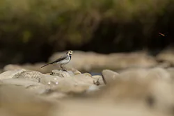 Pliszka siwa (Motacilla alba)