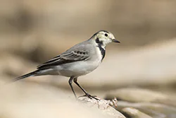 Pliszka siwa (Motacilla alba)