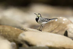 Pliszka siwa (Motacilla alba)