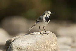 Pliszka siwa (Motacilla alba)