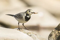 Pliszka siwa (Motacilla alba)
