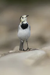 Pliszka siwa (Motacilla alba)