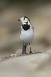 Pliszka siwa (Motacilla alba)