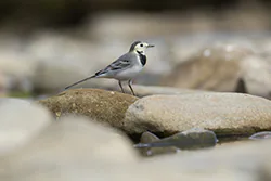 Pliszka siwa (Motacilla alba)