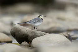 Pliszka siwa (Motacilla alba)