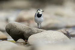 Pliszka siwa (Motacilla alba)