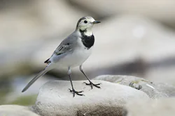Pliszka siwa (Motacilla alba)