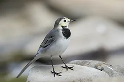 Pliszka siwa (Motacilla alba)