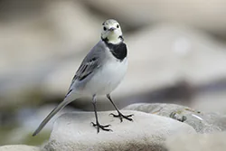 Pliszka siwa (Motacilla alba)