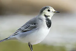 Pliszka siwa (Motacilla alba)