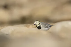 Pliszka siwa (Motacilla alba)