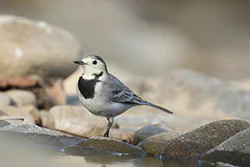 Pliszka siwa (Motacilla alba)