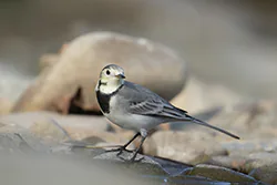 Pliszka siwa (Motacilla alba)