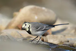 Pliszka siwa (Motacilla alba)