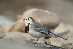 Pliszka siwa (Motacilla alba)