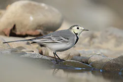 Pliszka siwa (Motacilla alba)