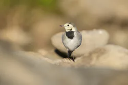Pliszka siwa (Motacilla alba)