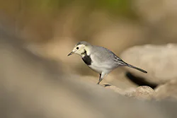 Pliszka siwa (Motacilla alba)