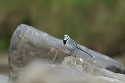 Pliszka siwa (Motacilla alba)