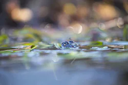 Żaba moczarowa (Rana arvalis)