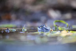 Żaba moczarowa (Rana arvalis)