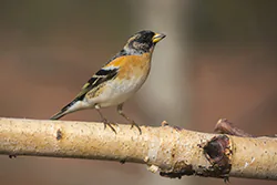 Jer (Fringilla montifringilla)