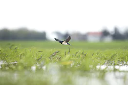 Jaskółka dymówka (Hirundo rustica)