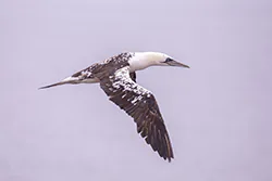 Głuptak (Morus bassanus)