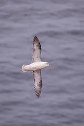Fulmar (Fulmarus glacialis)