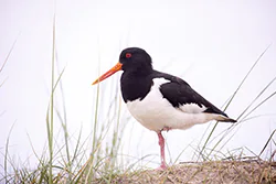 Ostrygojad (Haematopus ostralegus)