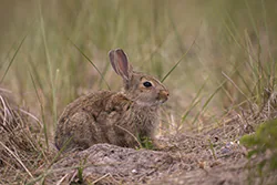 Królik europejski (Oryctolagus cuniculus)