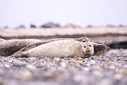 Foka pospolita (Phoca vitulina)