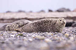 Foka pospolita (Phoca vitulina)