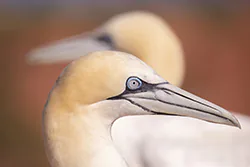 Głuptak (Morus bassanus)