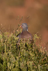Grzywacz (Columba palumbus)