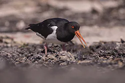 Ostrygojad (Haematopus ostralegus)