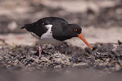 Ostrygojad (Haematopus ostralegus)