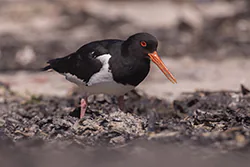 Ostrygojad (Haematopus ostralegus)