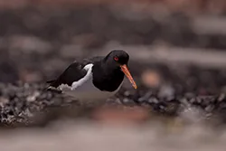 Ostrygojad (Haematopus ostralegus)