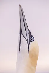 Głuptak (Morus bassanus)