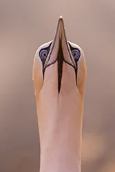 Głuptak (Morus bassanus)